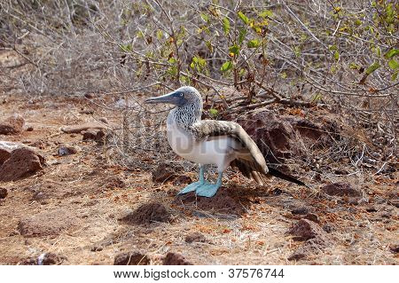 Blaue footed TÃ¶lpel auf den Galapagos Inseln