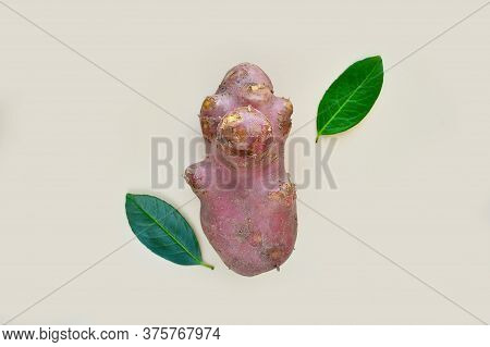 Ugly Potatoes. Non-standard, Funny Vegetables. The Concept Of Ecology, Gmo. Healthy Food. Copy Space