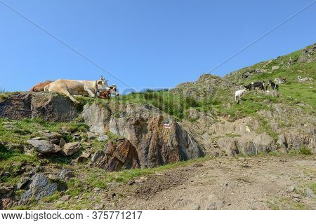Goats Returning To The Farm From Pastures On Capriasca Valley In Switzerland