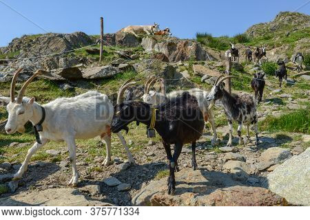 Goats Returning To The Farm From Pastures On Capriasca Valley In Switzerland