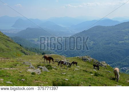 Grazing Horses At A Farm On Capriasca Valley Over Lugano In Switzerland