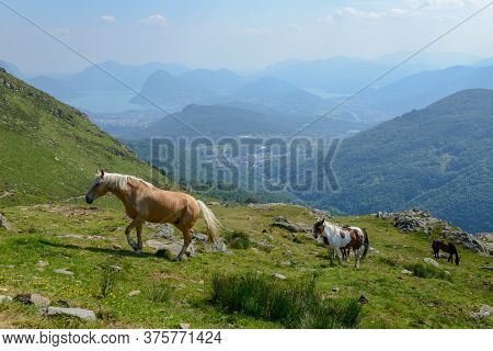 Grazing Horses At A Farm On Capriasca Valley Over Lugano In Switzerland
