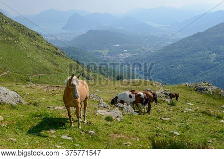 Grazing Horses At A Farm On Capriasca Valley Over Lugano In Switzerland