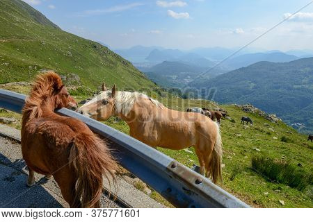 Grazing Horses At A Farm On Capriasca Valley Over Lugano In Switzerland