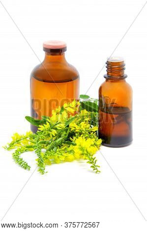 Melilotus Officinalis, Known As Yellow Sweet Clover, Yellow Melilot, Ribbed Melilot, Common Melilot 