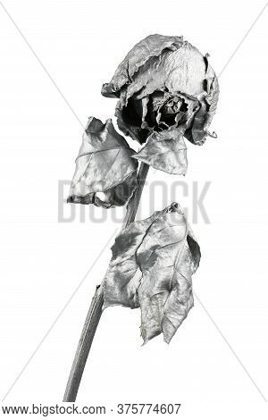 Silver Rose Isolated On White. Silver Dried Flower Head, Romance Concept. High Resolution Photo. Ful