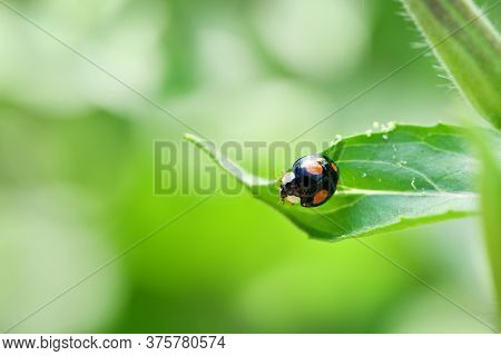 Macro Of An Asian Ladybug (harmonia Axyridis, Coccinellidae), Also Known As A 