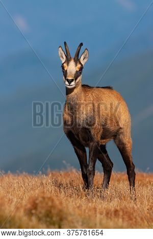 Young Tatra Chamois Standing On Horizon In Mountains In Summer Nature.