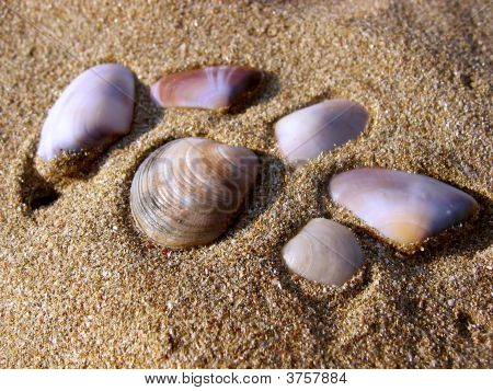 Mussles