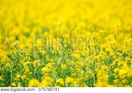 Field Of Bright Yellow Rapeseed In Spring