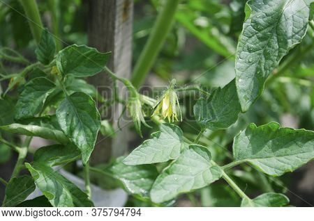 Yellow Flowers, Blooming Tomatoes, Vegetables In The Summer. Bushes Of Well-groomed Tomatoes In The 
