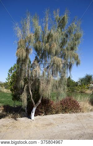 Haloxylon (saxaul) - Genus Of Shrubs Or Small Trees,  Plant Family Amaranthaceae.