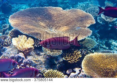 Fishes In Corals. Maldives. Indian Ocean. On A Sunny Day