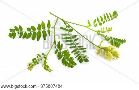 Astragalus Glycyphyllos Or Liquorice Milkvetch, Wild Liquorice, Wild Licorice. Isolated