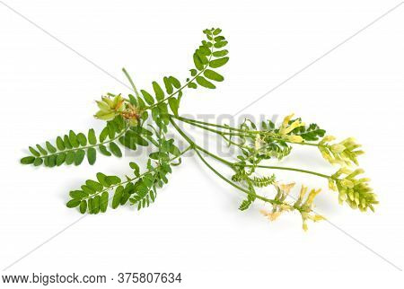 Astragalus Glycyphyllos Or Liquorice Milkvetch, Wild Liquorice, Wild Licorice. Isolated