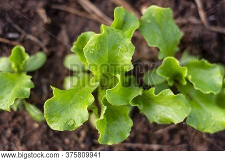 Salad In The Garden. Natural Product, Close-up. Rustic Style.