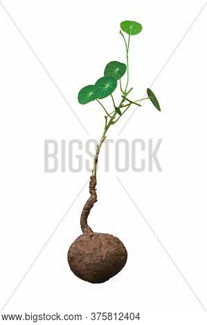 Stephania Erecta Craib Plant, Home Decoration Plant, Minimalist Style, Isolated On White Background.