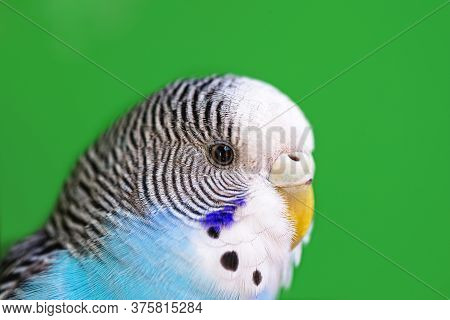 Budgie Head In Close Up, Blue, Budgerigar Or Budgerigar