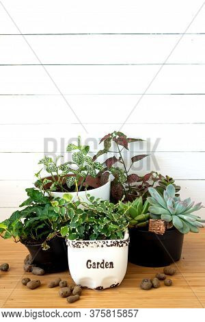 Collection Of Various Indoor Plants - Fittonia, Hypoestes, Succulents, Ficus Pumila White Sunny, Hed