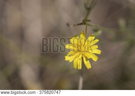 Close-up Of The Yellow Flower, Whose Latin Name Is Crepis Tectorum.