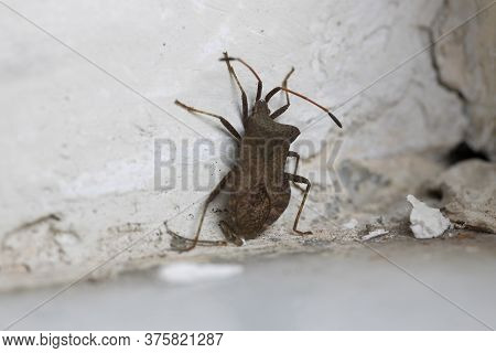 Macro Shot Of The Latin Name Anasa Tristis Beetle. Macro Shooting.
