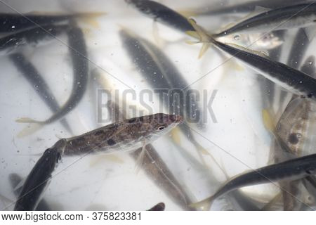 Fish In A White Box With Water On The Fishing Line. A Few Of Them Are Alive. Close-up.