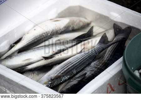 Fish In A White Box With Water On The Fishing Line. A Few Of Them Are Alive. Close-up.
