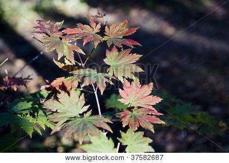 Autumn odchodzi