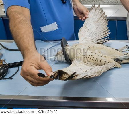 Peregrine Falcon Under Anesthesia With Wings Spread In Animal Hospital Abu Dhabi, United Arab Emirat