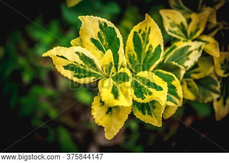 Yellow Green Leafs With A Nice Leaf Pattern In The Spingtime