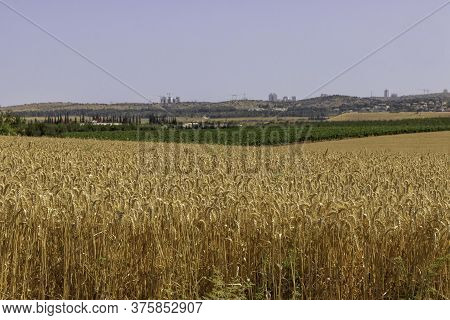 Field Of Golden Ripe Wheat With Green Trees On The Horizon Against A Blut Sky