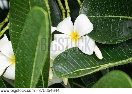 Beautiful White Plumeria Flower With Nature Garden Background.