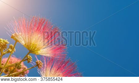 Albizia Julibrissin Or Lankaran Acacia Pink Flower On Green Background. Selective Focus Flower Of La