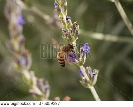 A Bee Collecting Nectar From A Lavender Flower With Its Wings Beating In Macro