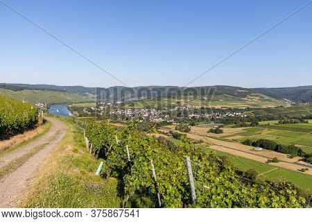 Scenic View On River Moselle Valley Nearby Village Muelheim With Vineyard In Foreground