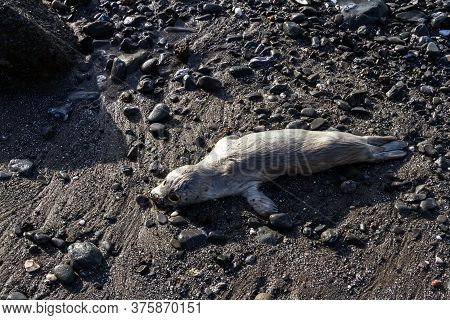 Strong Emotional Image Of A Dead Baby Seal