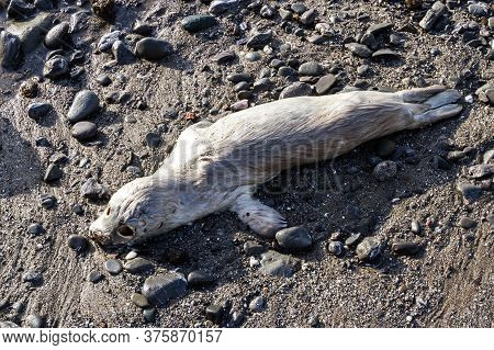 Strong Emotional Image Of A Dead Baby Seal