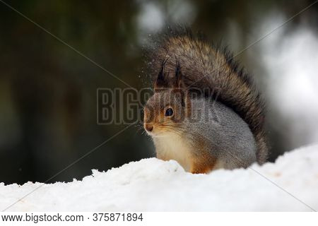 The Red Squirrel Or Eurasian Red Sguirrel (sciurus Vulgaris) Sitting On The Snow.
