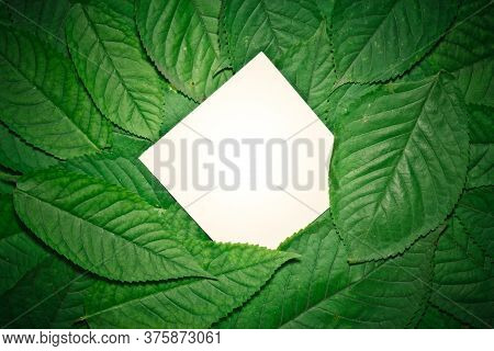 Creative Layout Made Of Hophorn Ironwood Green Leaves. Flat Lay. Nature Background