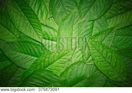 Creative Layout Made Of Hophorn Ironwood Green Leaves. Flat Lay. Nature Background