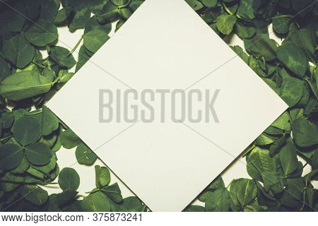 Creative Layout Made Of Clover Green Leaves. Flat Lay. Nature Background