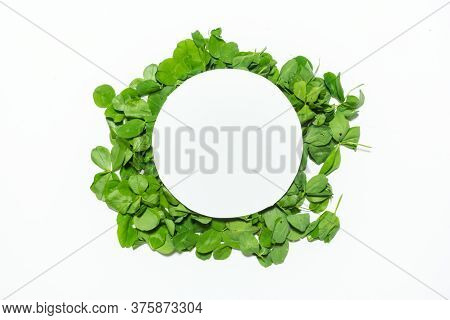 Creative Layout Made Of Clover Green Leaves. Flat Lay. Nature Background