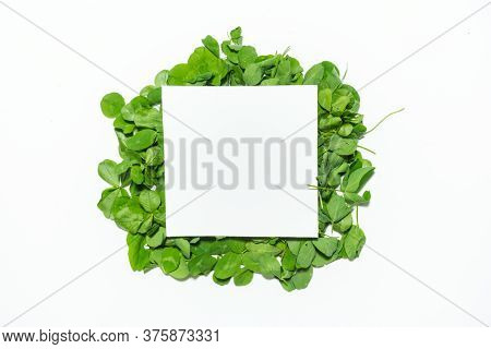 Creative Layout Made Of Clover Green Leaves. Flat Lay. Nature Background