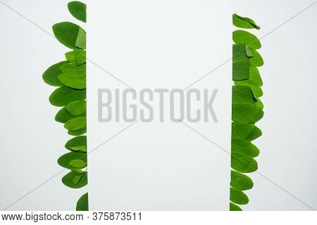 Creative Layout Made Of Acacia Green Leaves. Flat Lay. Nature Background