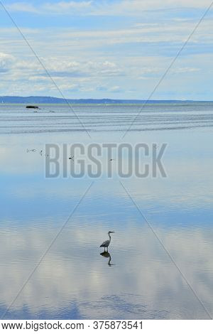 A Heron Wades Through The Shallow Waters Of The Wetlands Of Isola Della Cona In Friuli-venezia Giuli