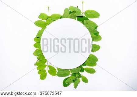 Creative Layout Made Of Acacia Green Leaves. Flat Lay. Nature Background