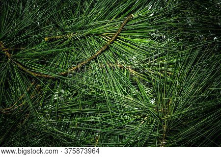 Creative Layout Made Of Green Pine Leaves. Flat Lay. Nature Background