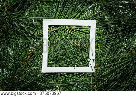 Creative Layout Made Of Green Pine Leaves. Flat Lay. Nature Background