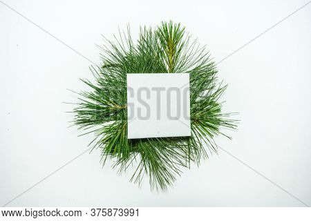 Creative Layout Made Of Green Pine Leaves. Flat Lay. Nature Background