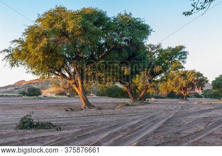 Camelthorn Trees And Vehicle Tracks At Sunset In The River At The Aba Huab Campsite In Damaraland In